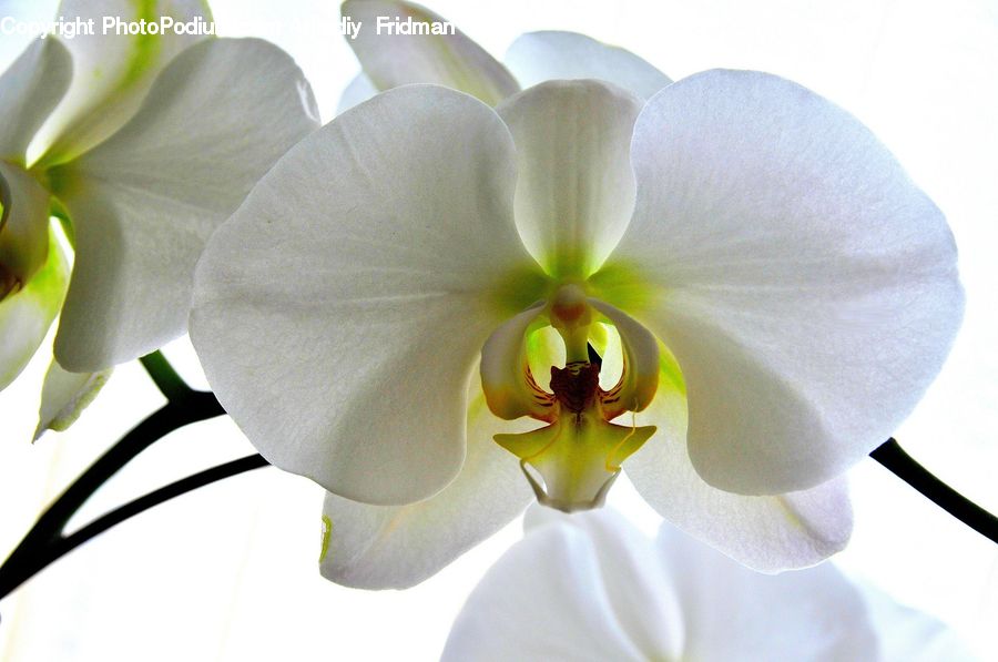 Blossom, Flora, Flower, Orchid, Plant, Tulip, Petal