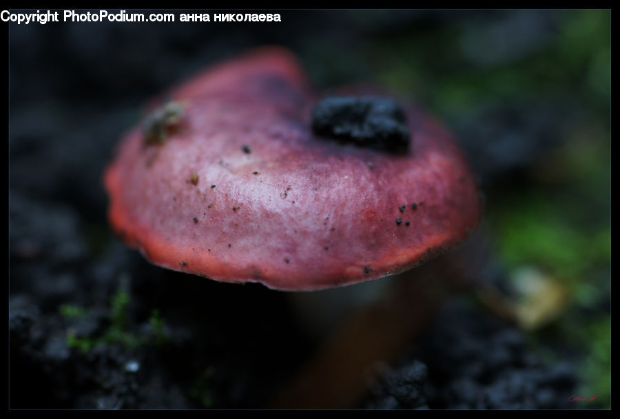 Agaric, Amanita, Fungus, Mushroom, Plant