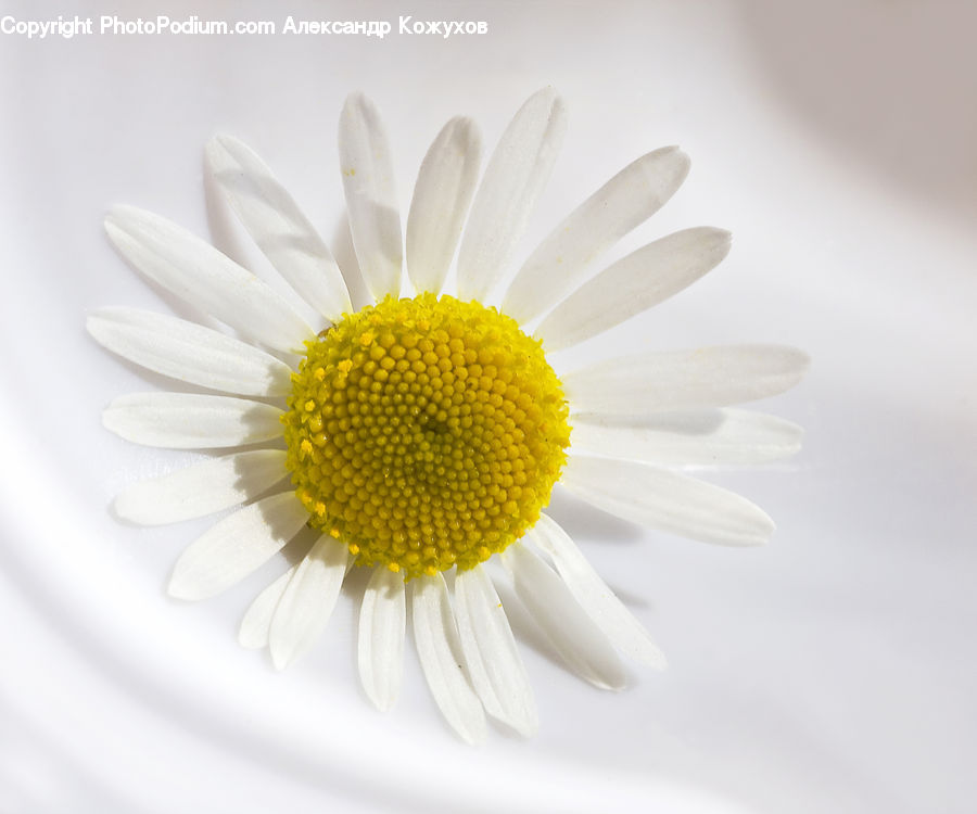 Daisies, Daisy, Flower, Plant, Blossom, Flora, Petal