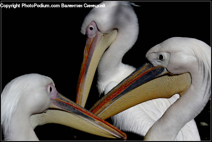 Bird, Pelican, Beak