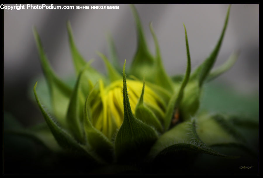 Plant, Flower Arrangement, Ikebana, Potted Plant, Vase, Blossom, Flora