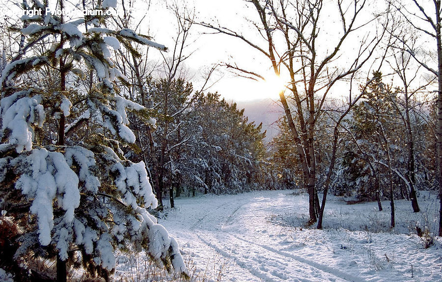 Ice, Outdoors, Snow, Conifer, Fir, Plant, Tree