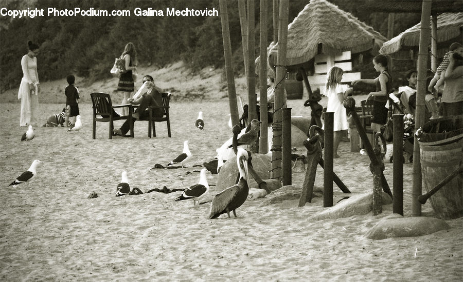 People, Person, Human, Bird, Waterfowl, Bench, Chair