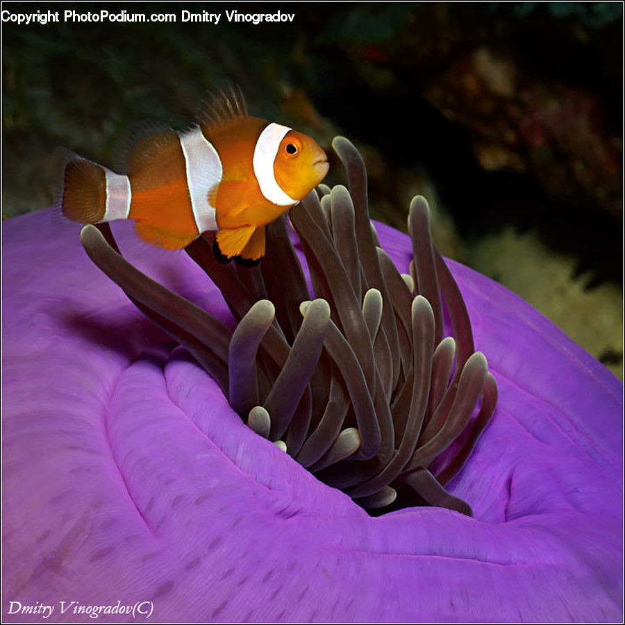 Fish, Sea Life, Invertebrate, Sea Anemone, Blossom, Crocus, Flora