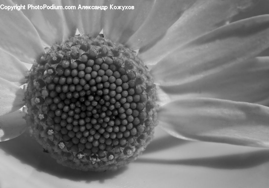 Blossom, Flora, Flower, Petal, Plant, Anemone, Sunflower