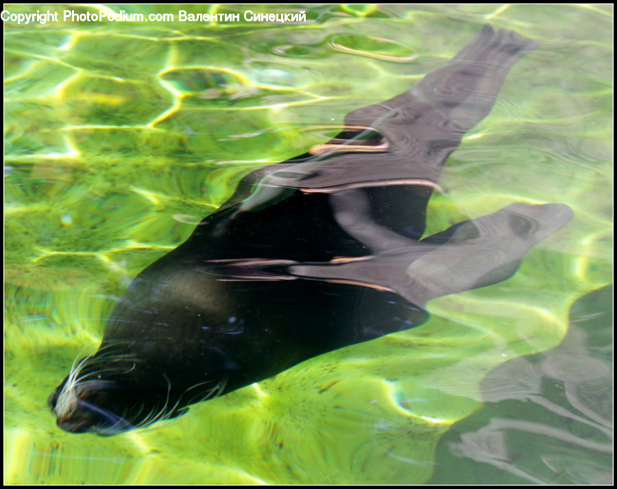 Animal, Mammal, Sea Life, Sea Lion, Seal, Art, Modern Art