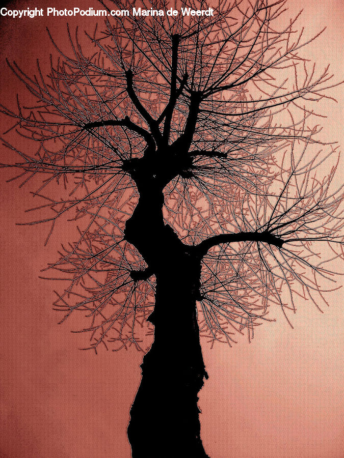Bonsai, Plant, Potted Plant, Tree, Silhouette, Oak, Wood