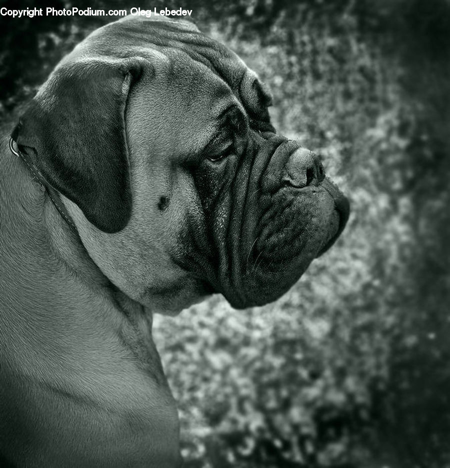 Animal, Boxer, Bulldog, Canine, Dog, Mammal, Pet