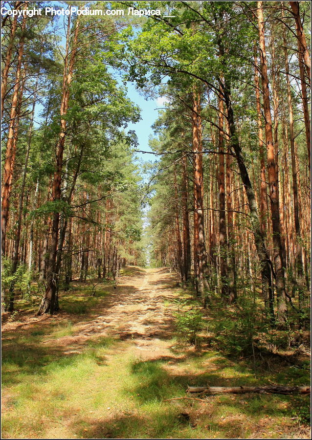 Forest, Vegetation, Path, Road, Walkway, Dirt Road, Gravel