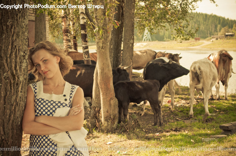 People, Person, Human, Animal, Cattle, Cow, Dairy Cow