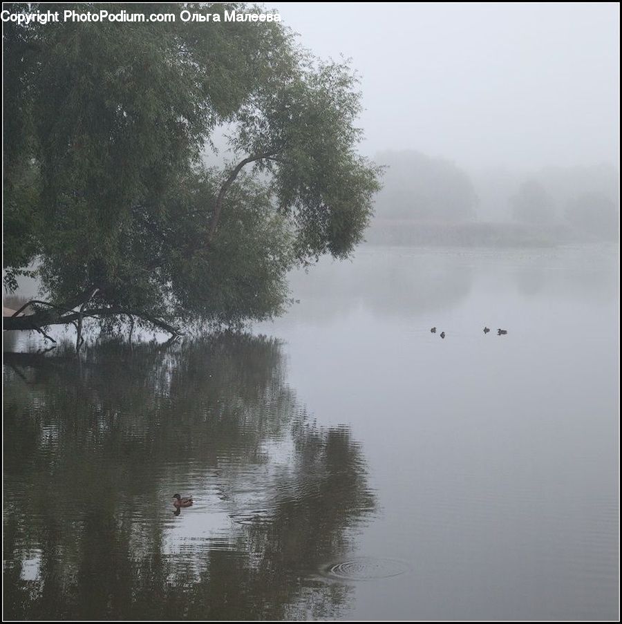 Fog, Mist, Outdoors