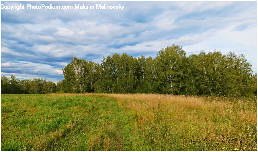 Field, Grass, Grassland, Land, Outdoors, Meadow, Pasture