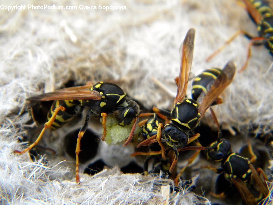 Bee, Hornet, Insect, Invertebrate, Wasp