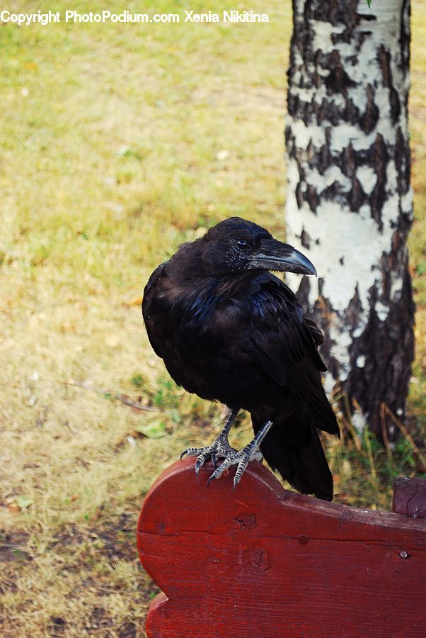 Bird, Blackbird, Crow