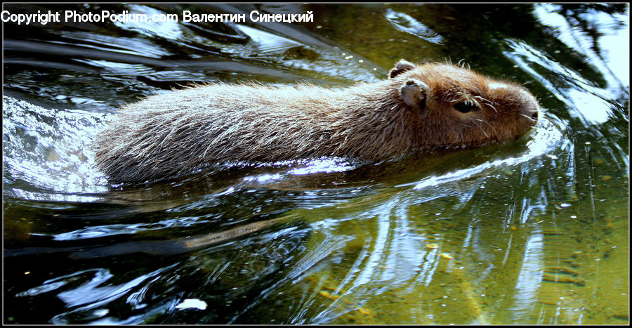 Animal, Mammal, Otter