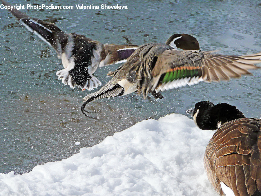 Bird, Goose, Waterfowl, Duck, Teal, Booby