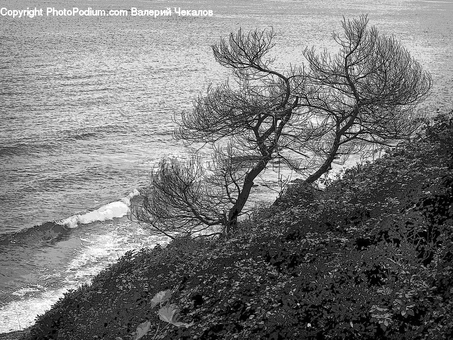 Outdoors, Sand, Soil, Plant, Tree, Countryside, Bush