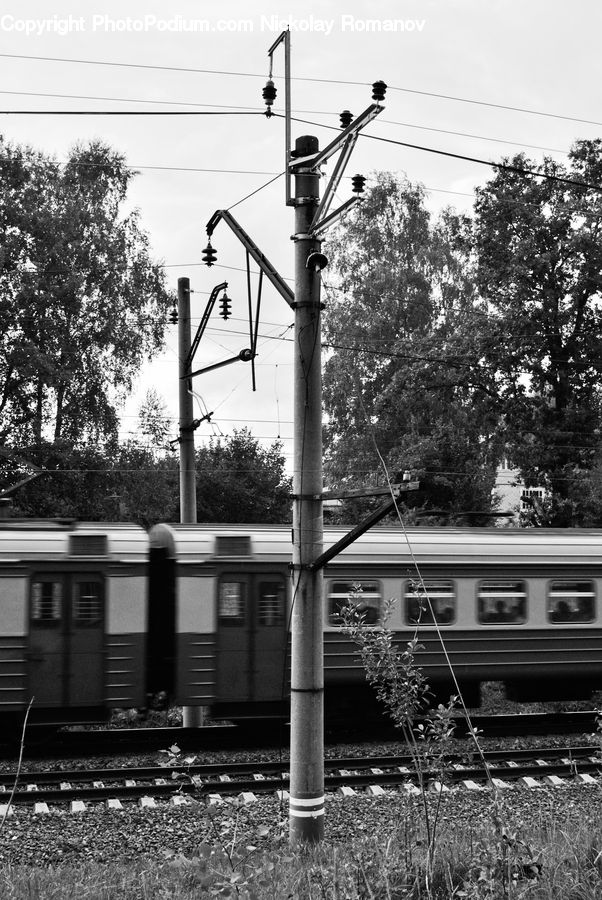 Train, Vehicle, Oak, Tree, Wood, Sycamore, Tree Trunk