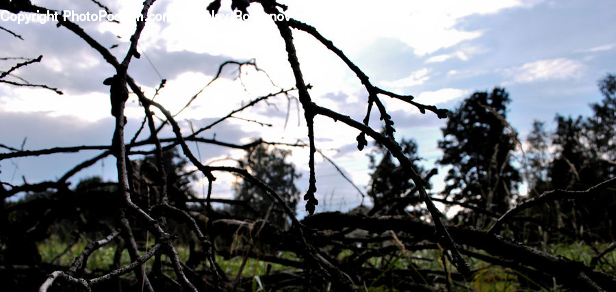Bird Nest, Nest, Conifer, Fir, Plant, Tree, Pine
