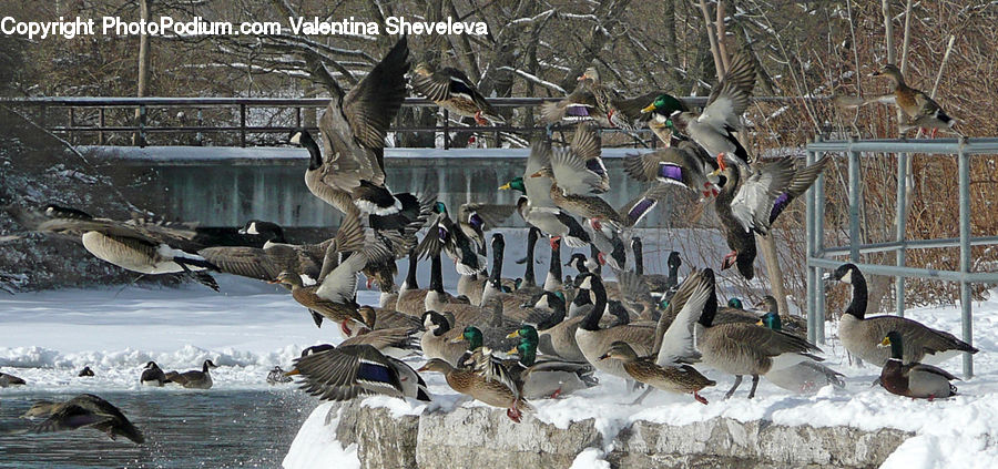 Bird, Goose, Waterfowl, Duck, Mallard, Pigeon, Booby