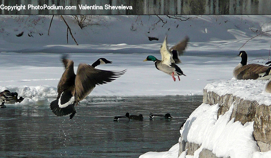 Bird, Waterfowl, Goose, Ice, Outdoors, Snow, Crane Bird