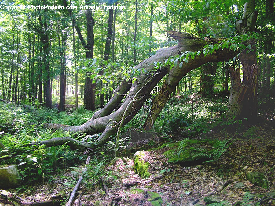 Forest, Vegetation, Jungle, Rainforest, Grove, Land, Plant