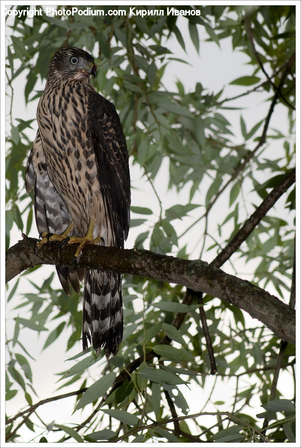 Accipiter, Bird, Buzzard, Harrier, Hawk, Vulture, Eagle