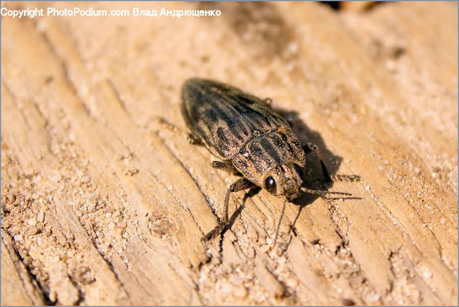 Dung Beetle, Insect, Invertebrate, Cockroach, Cricket Insect, Grasshopper, Asilidae