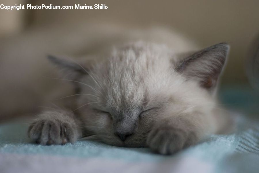Animal, Cat, Pet, Siamese, Adorable, Kitten, Mammal