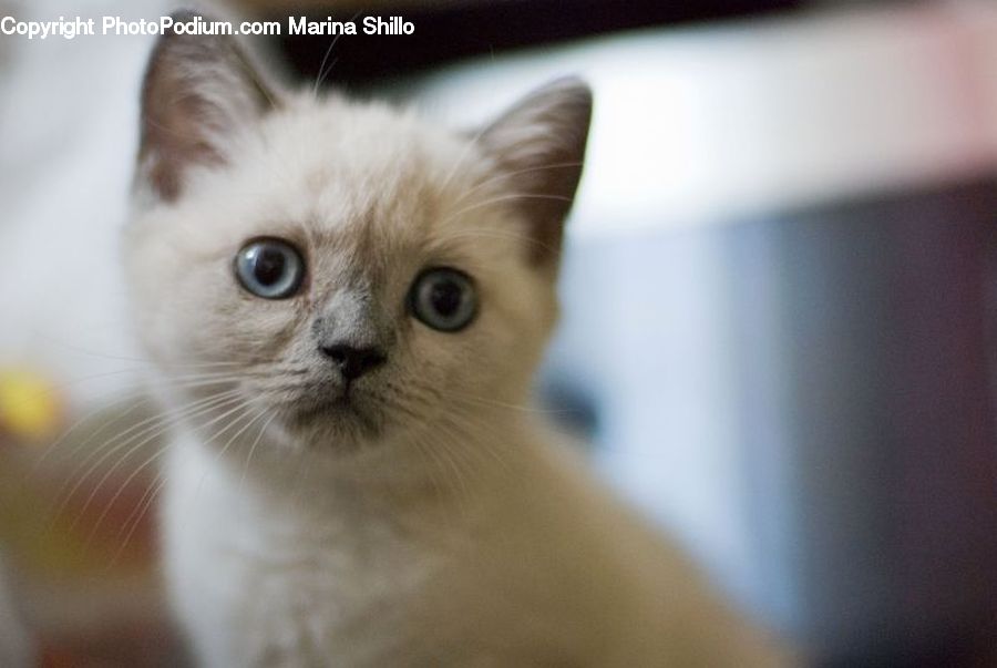 Animal, Cat, Pet, Siamese, Kitten, Mammal
