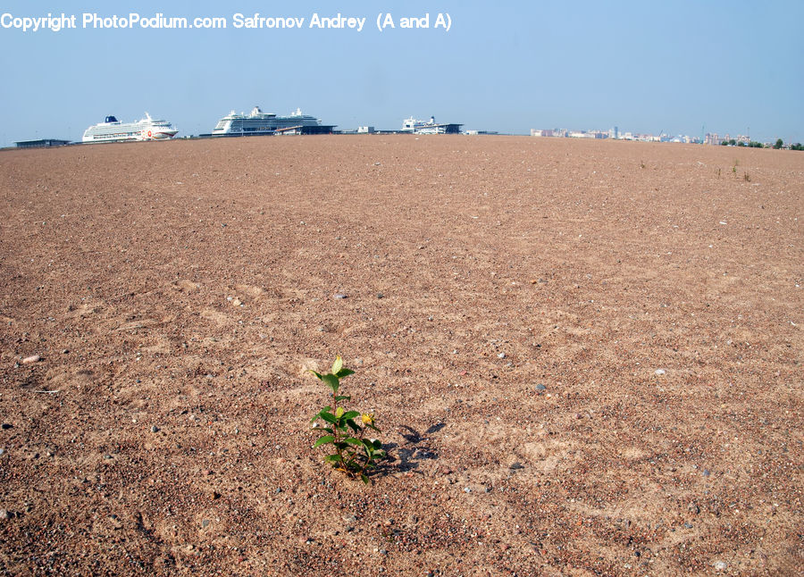 Soil, Ground, Plant, Blossom, Flora, Flower