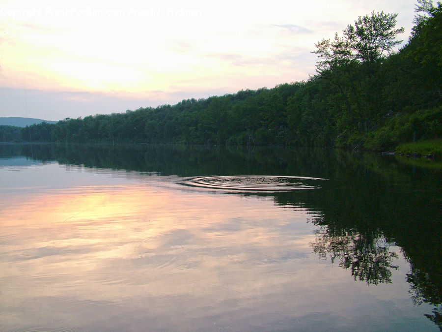 Conifer, Fir, Plant, Tree, Lake, Outdoors, Water