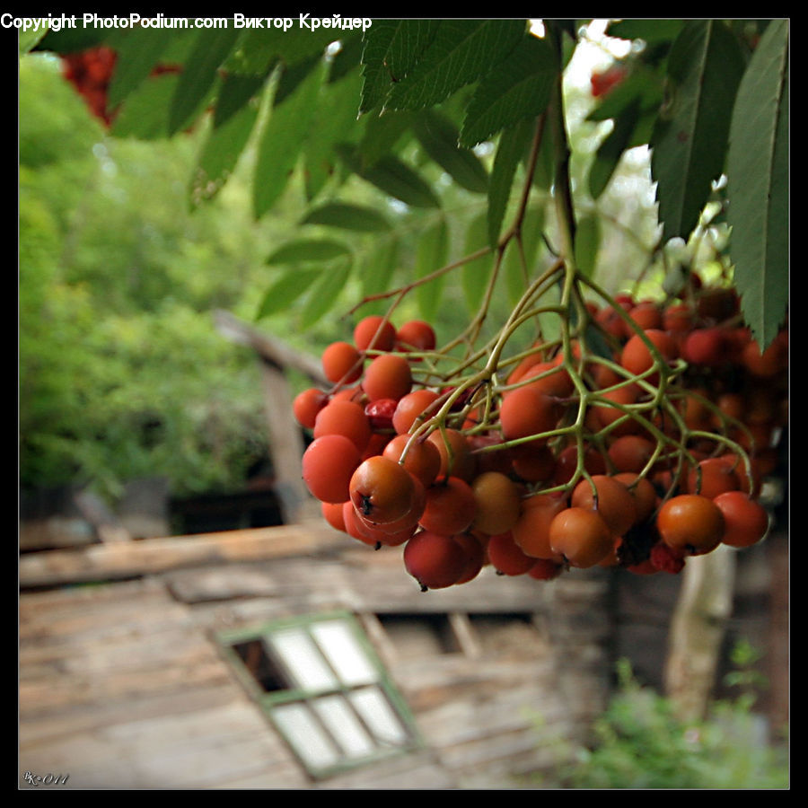 Fruit, Grapes, Peach