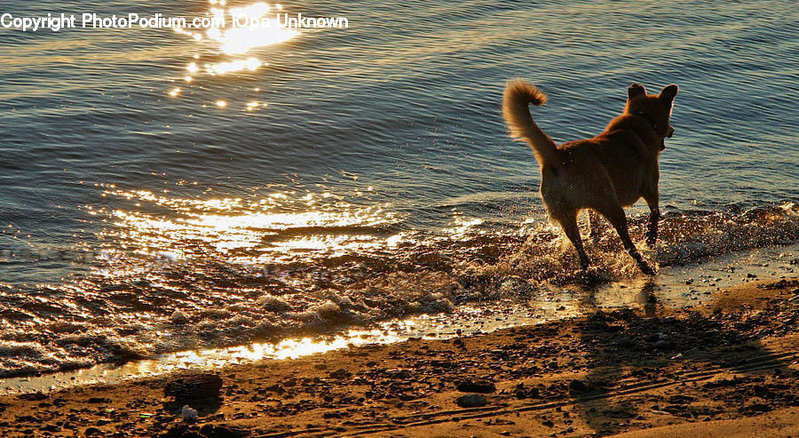 Animal, Canine, Dog, Mammal, Pet, Terrier, Golden Retriever