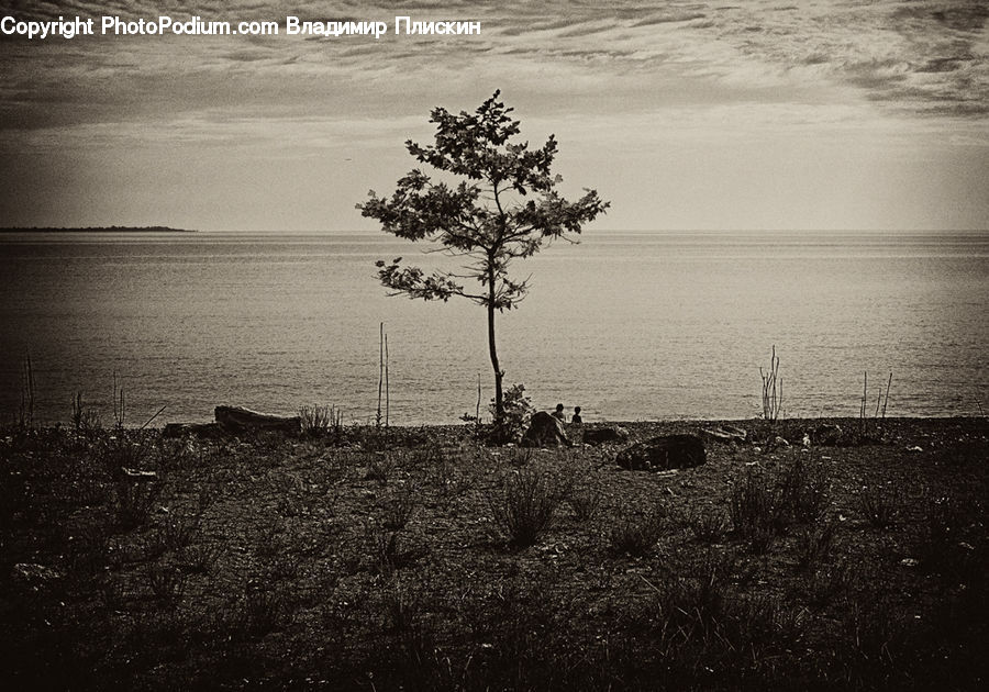 Bonsai, Plant, Potted Plant, Tree, Conifer, Fir, Pine