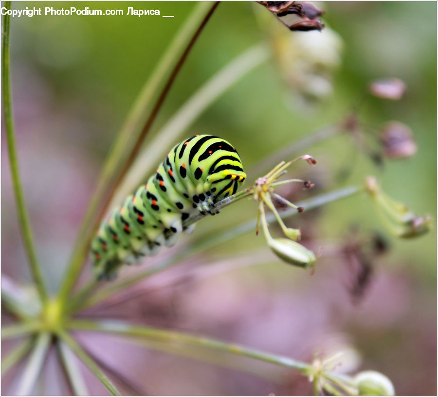 Dill, Plant, Blossom, Flora, Flower, Anther, Petal