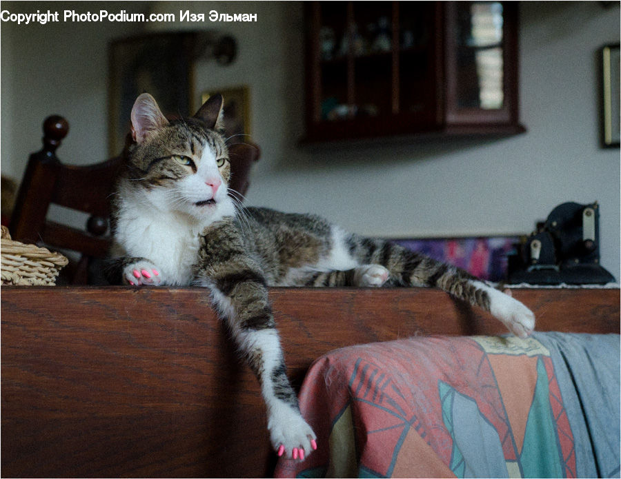 Animal, Cat, Kitten, Mammal, Pet, Manx, Canine