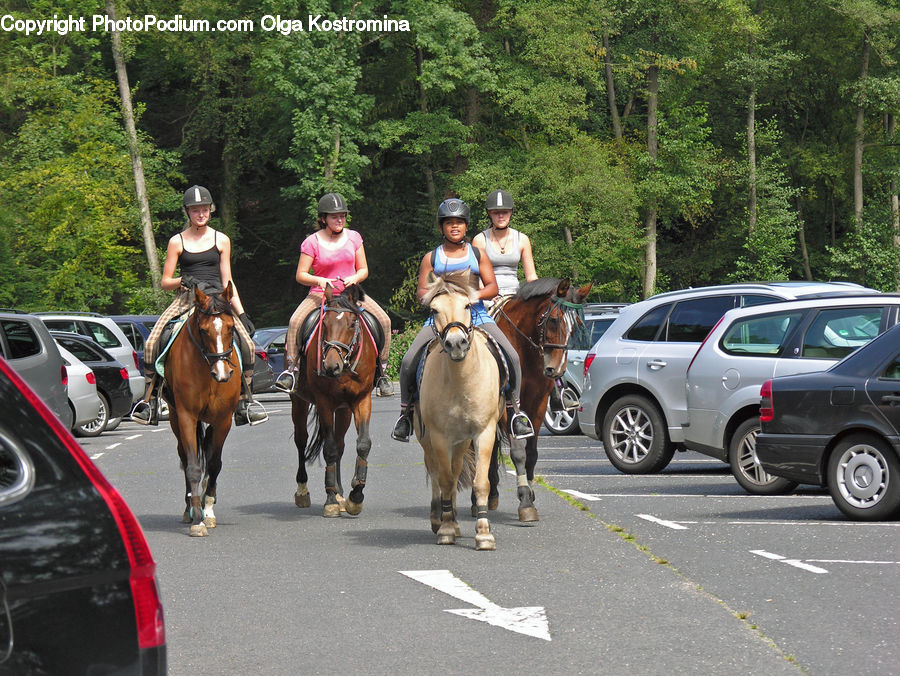 Animal, Horse, Mammal, Automobile, Car, Vehicle, Equestrian
