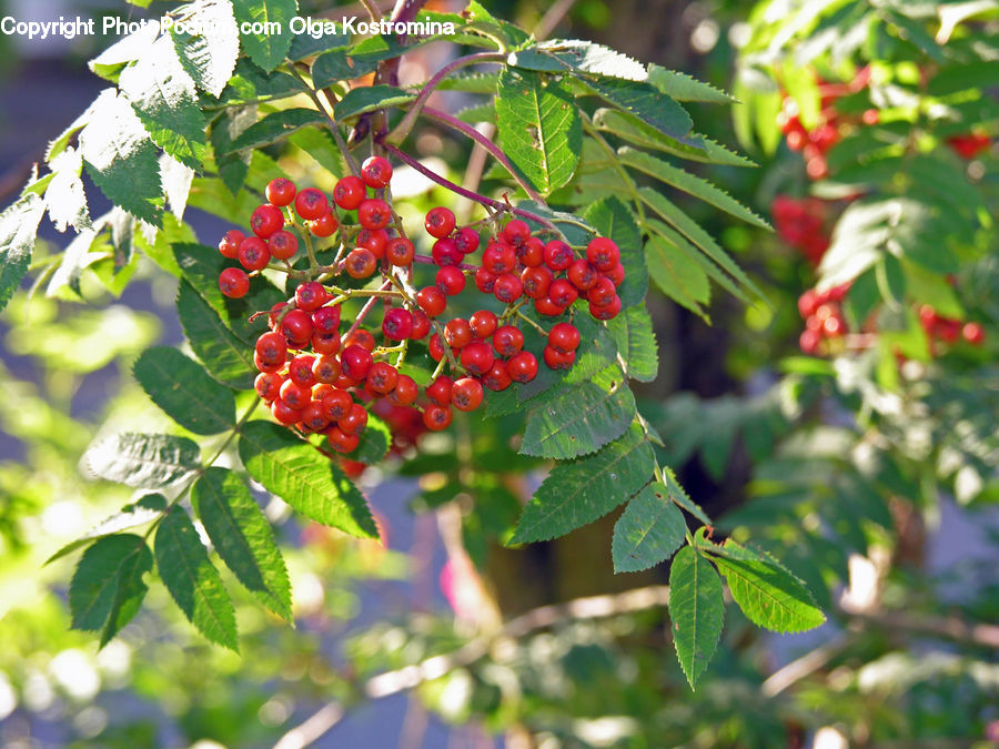 Cherry, Fruit, Bush, Plant, Vegetation, Blossom, Flora