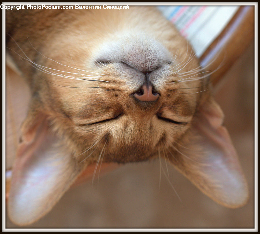 Abyssinian, Animal, Cat, Mammal, Pet