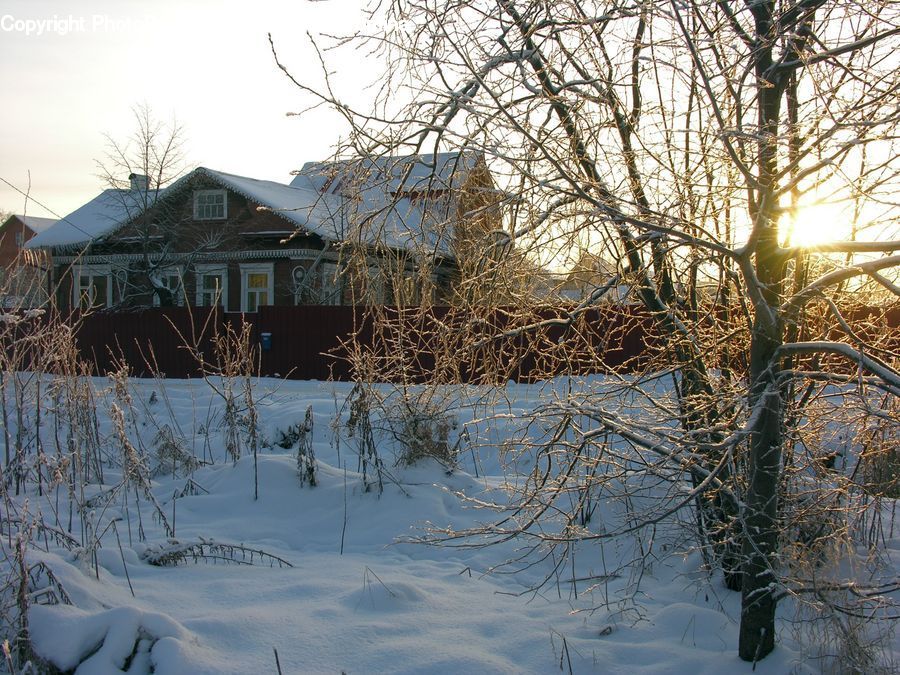 Building, Cottage, Housing, Plant, Tree, Cabin, Hut