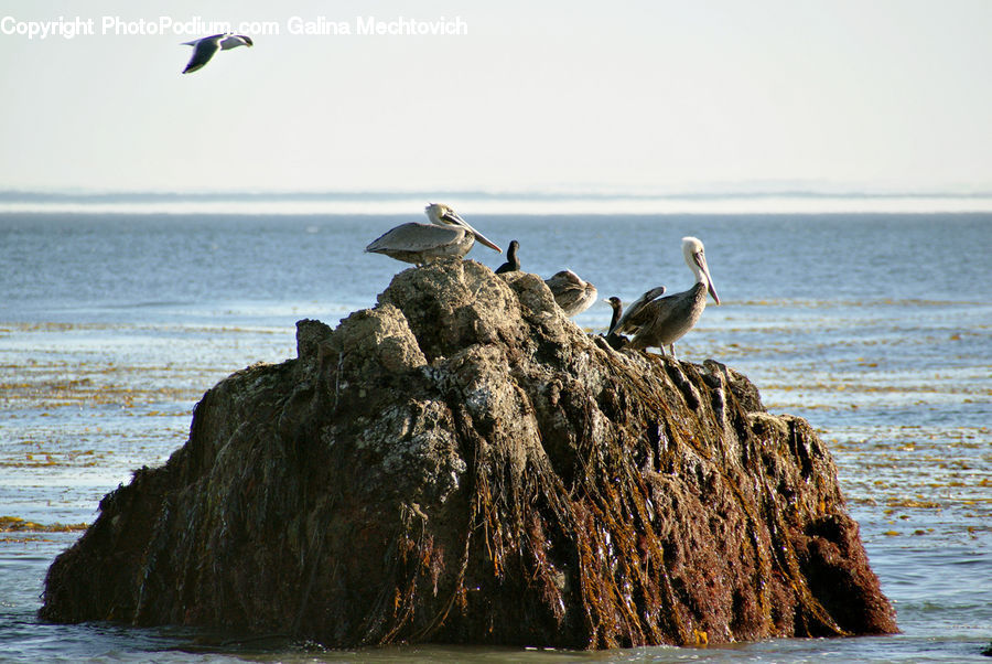 Bird, Pelican, Booby, Coast, Outdoors, Sea, Water
