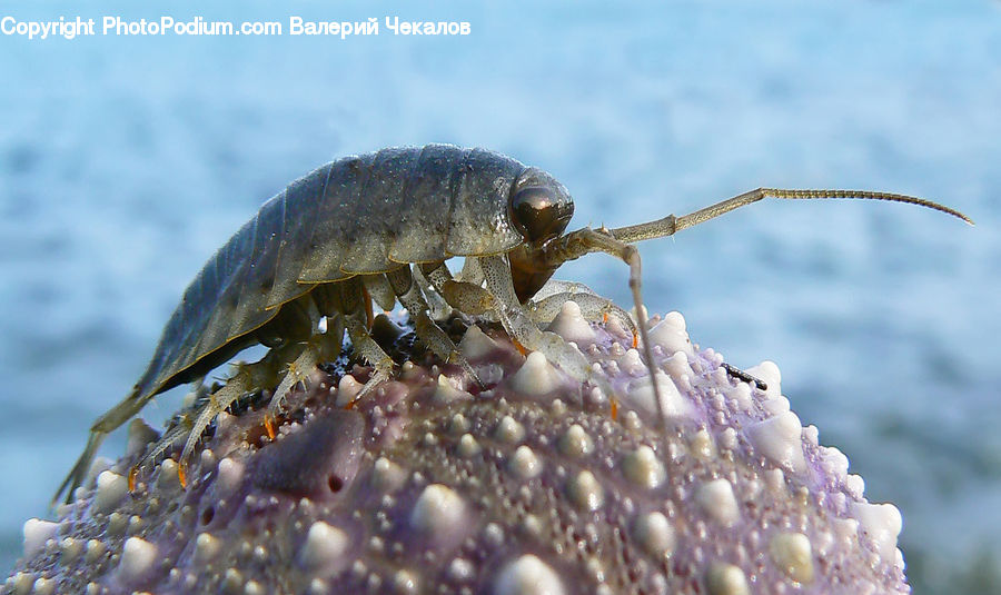 Crawdad, Seafood, Food, Crab, Invertebrate, Sea Life, Rock