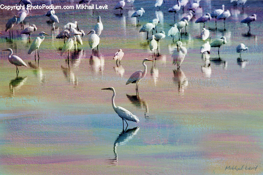 Bird, Crane Bird, Heron, Duck, Mallard, Waterfowl, Ardeidae