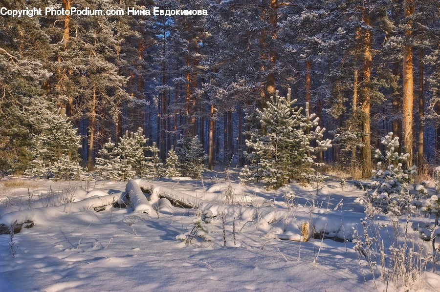 Ice, Outdoors, Snow, Forest, Vegetation, Conifer, Fir