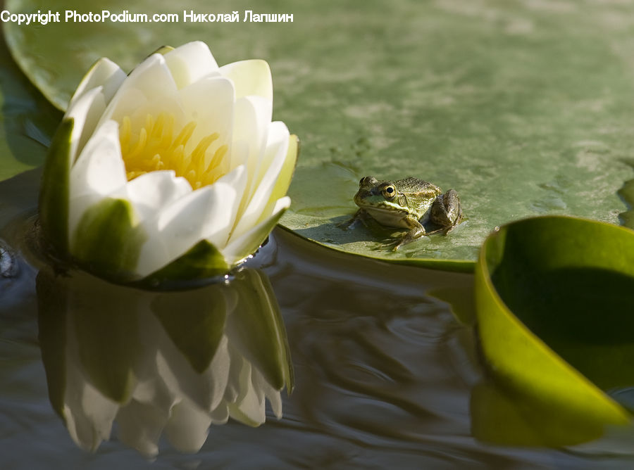 Flower, Lily, Plant, Pond Lily, Amphibian, Frog, Wildlife