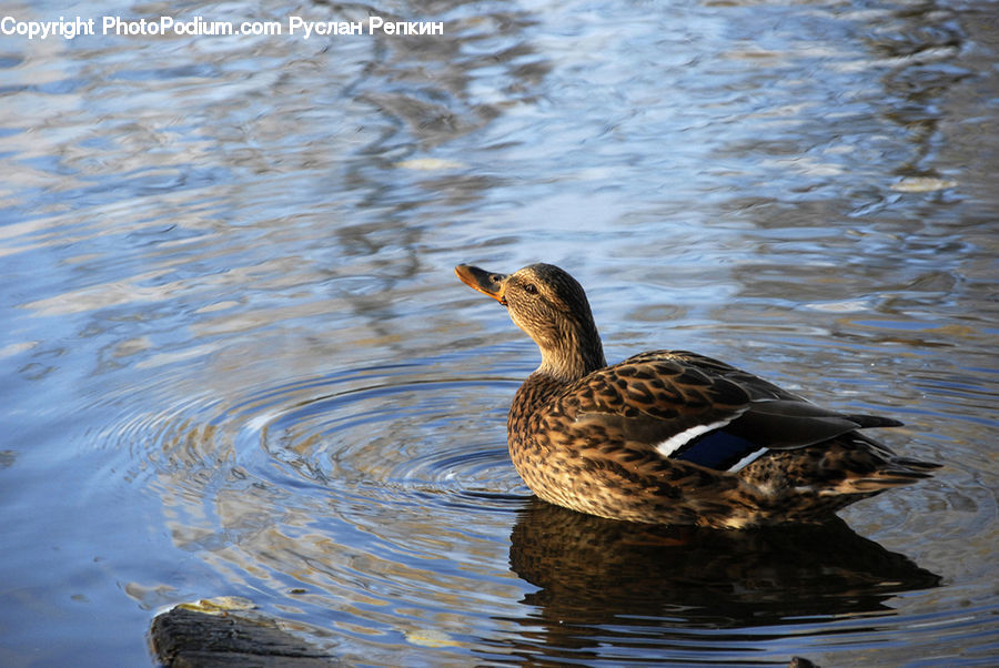 Bird, Duck, Teal, Waterfowl, Mallard, Goose