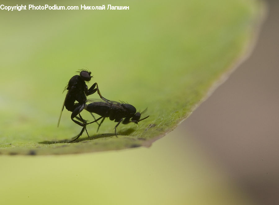 People, Person, Human, Asilidae, Insect, Dung Beetle, Invertebrate