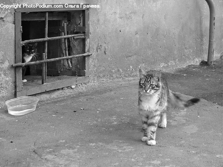 Animal, Adorable, Mammal, Tiger, Zoo, Alley, Alleyway