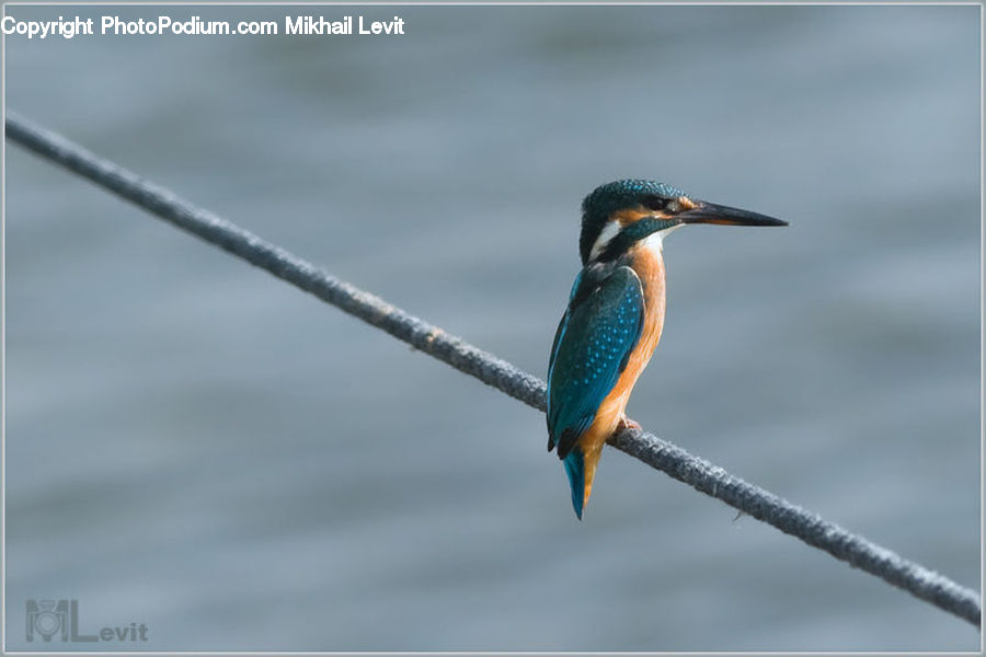 Bee Eater, Bird, Beak
